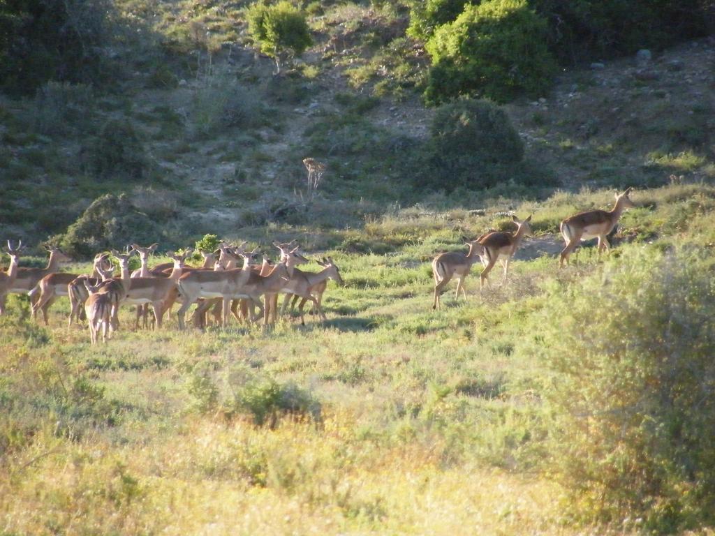 Kudu Ridge Game Lodge アッド エクステリア 写真