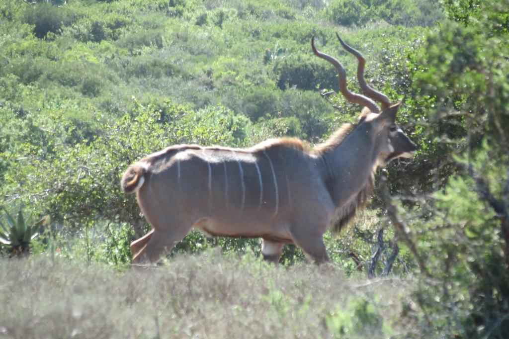 Kudu Ridge Game Lodge アッド エクステリア 写真