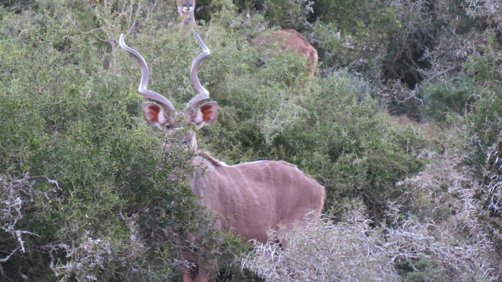 Kudu Ridge Game Lodge アッド エクステリア 写真