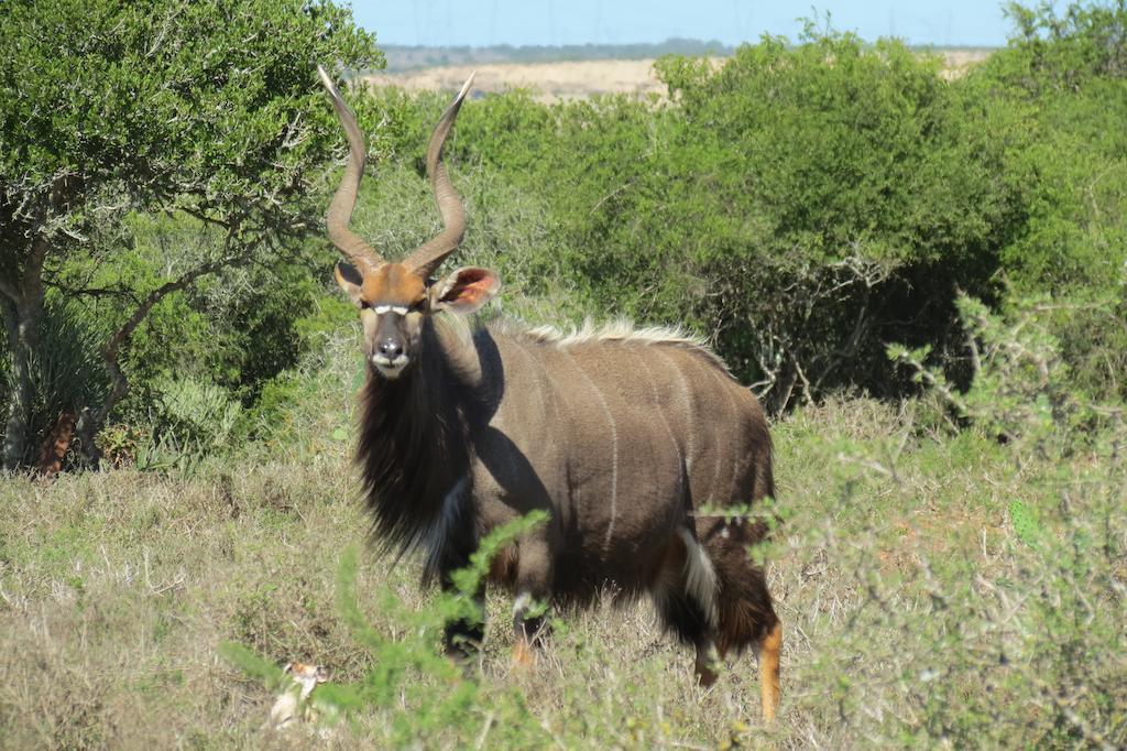 Kudu Ridge Game Lodge アッド エクステリア 写真
