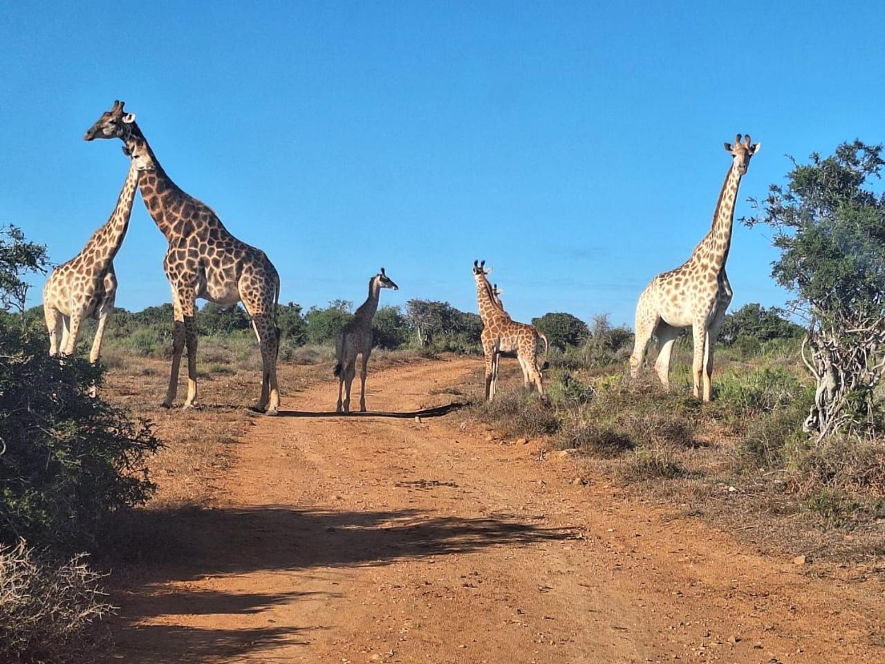 Kudu Ridge Game Lodge アッド エクステリア 写真