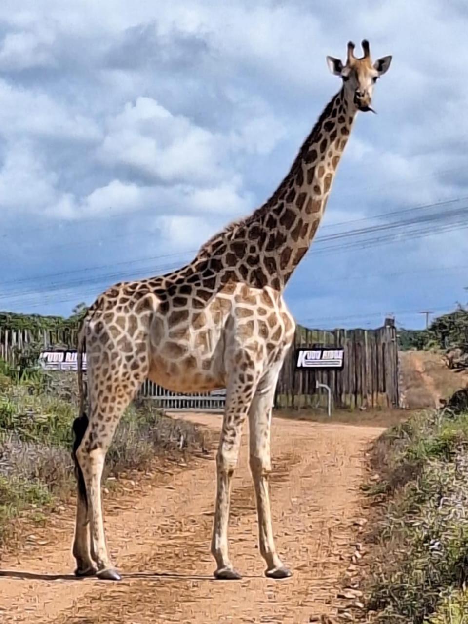 Kudu Ridge Game Lodge アッド エクステリア 写真