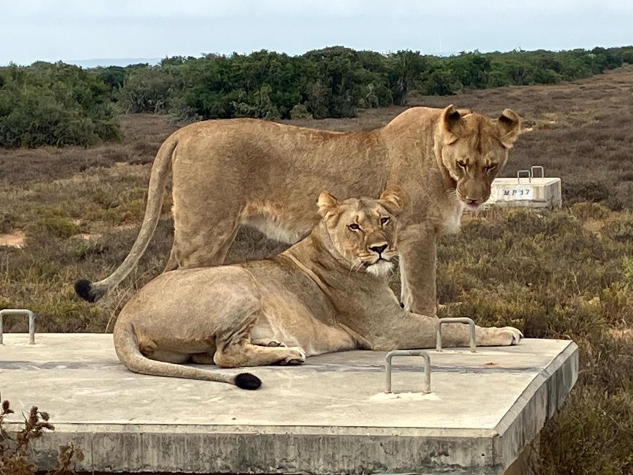 Kudu Ridge Game Lodge アッド エクステリア 写真