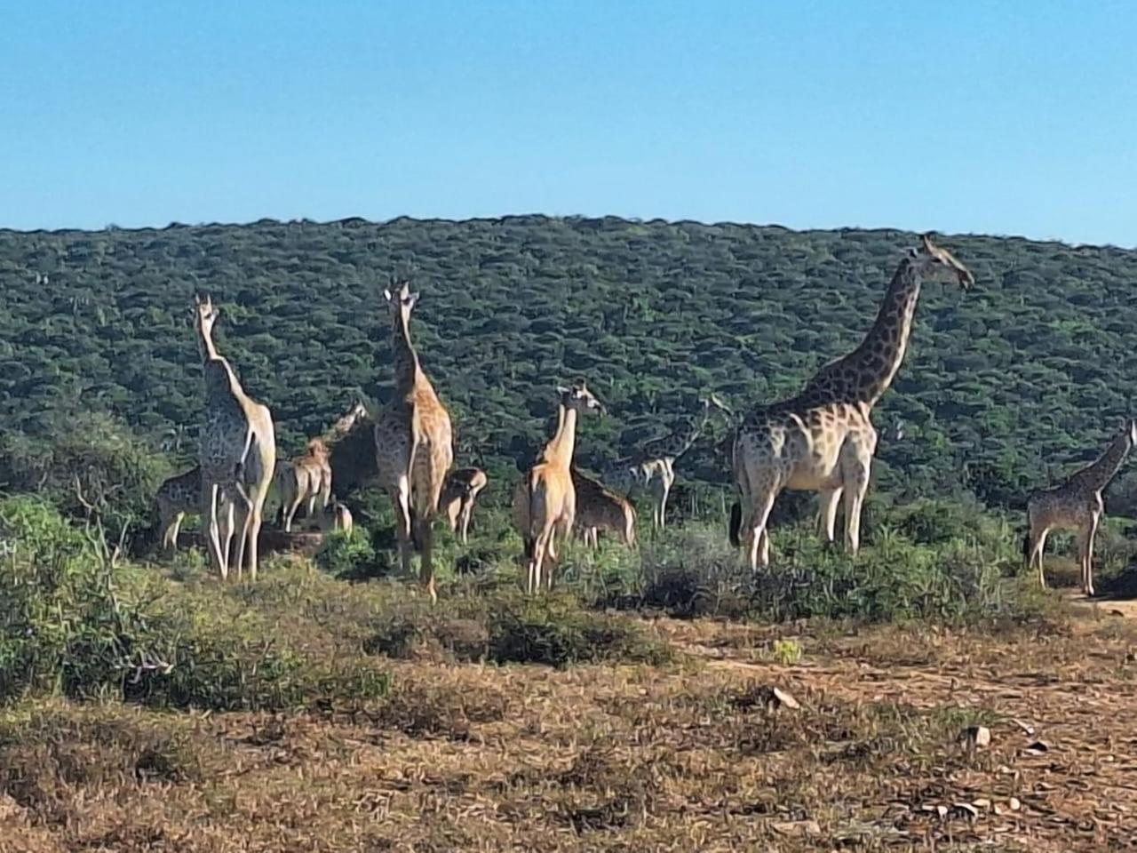 Kudu Ridge Game Lodge アッド エクステリア 写真
