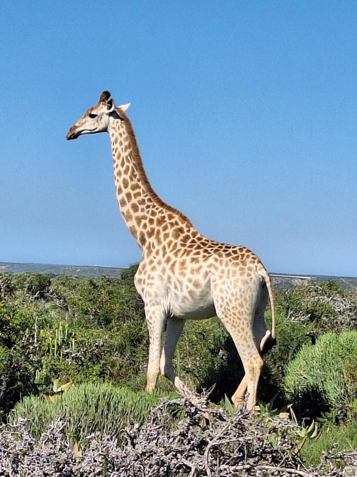Kudu Ridge Game Lodge アッド エクステリア 写真