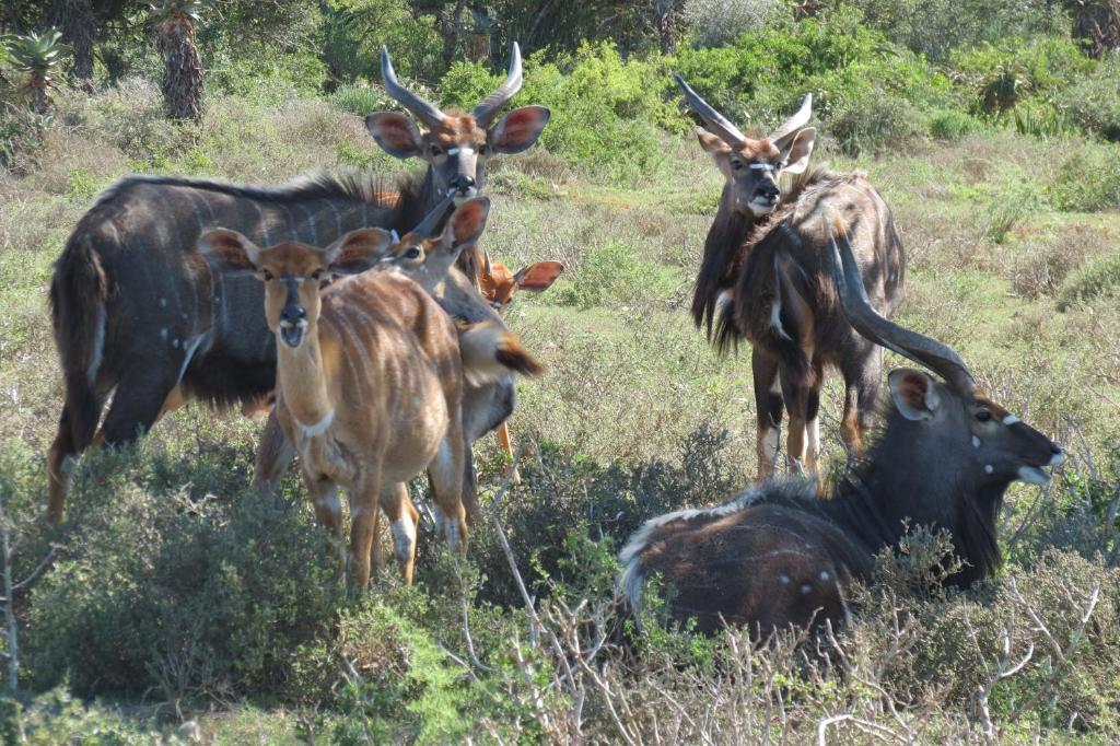 Kudu Ridge Game Lodge アッド エクステリア 写真