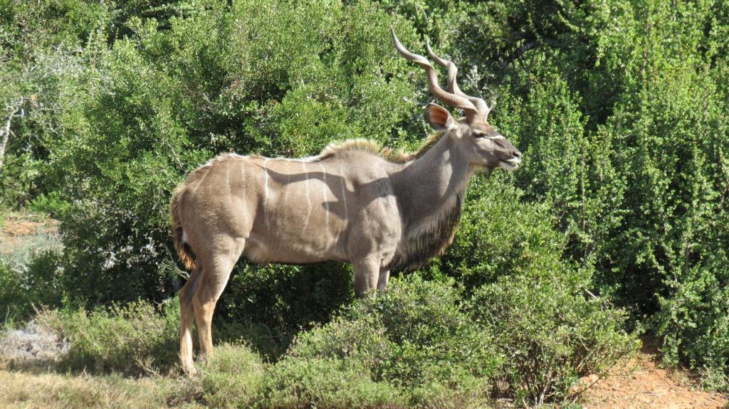 Kudu Ridge Game Lodge アッド エクステリア 写真